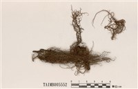 藏品(深紅松蘿)的圖片